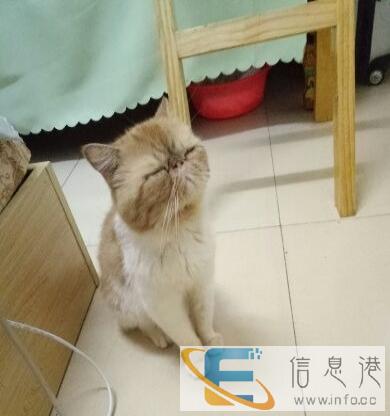 一岁半未做绝育纯种加菲猫