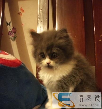 蓝白长毛自己养