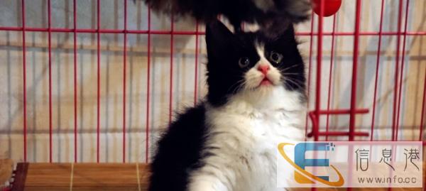 蓝白长毛MM ,高地长毛DD ,MM