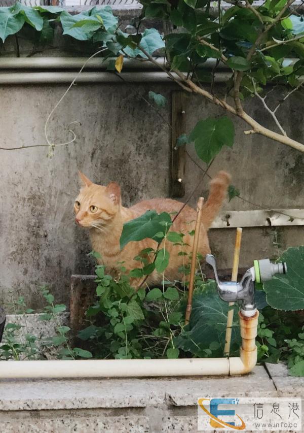 一岁已绝育小母猫求领养