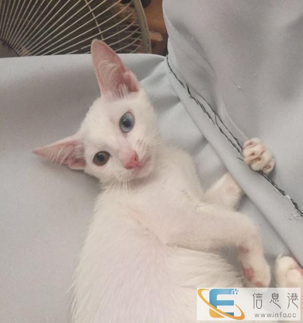 阴阳眼小白猫找新主人啦