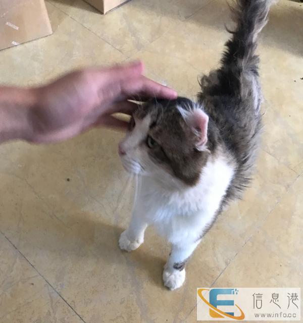 家庭猫舍种公借配