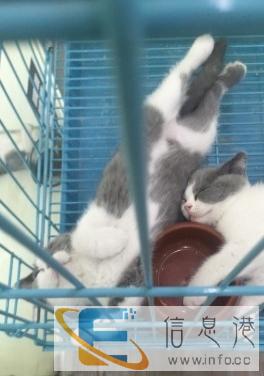 卖可爱健康的各种猫咪