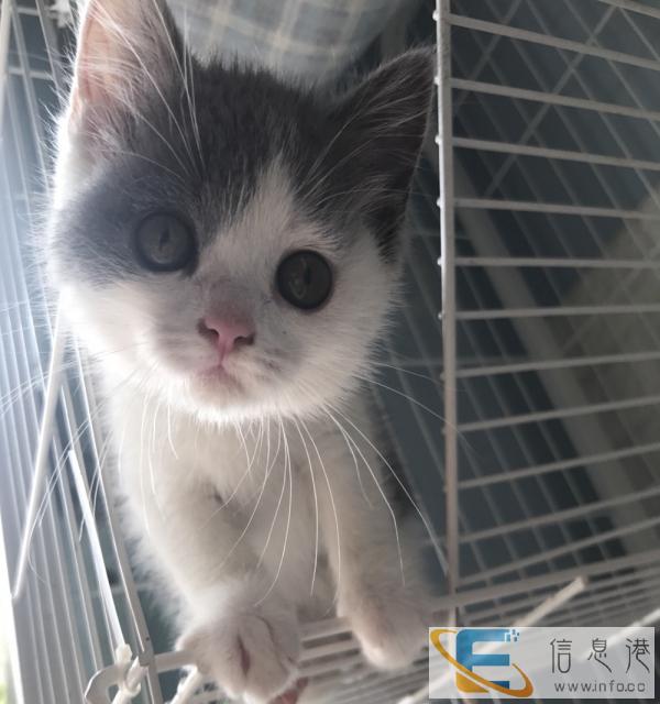 英短加白mm,疫苗齐