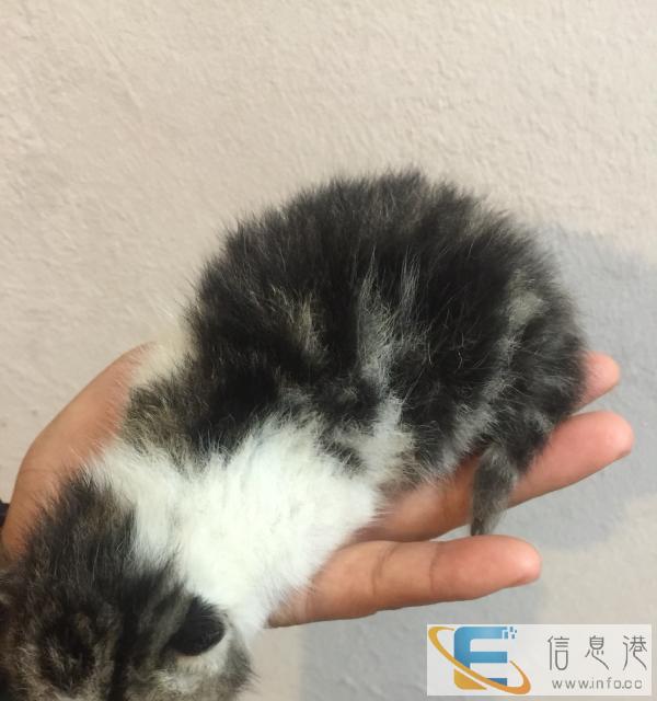 波斯猫串串,家猫田园猫,会抓老鼠猫咪