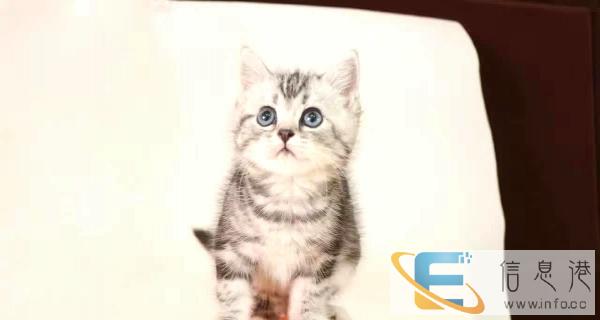 选猫咪到正规猫舍 选着放心 养只开心 质量质保 OK002