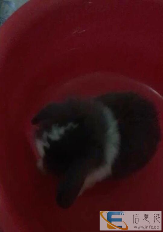 求送一只宠物猫