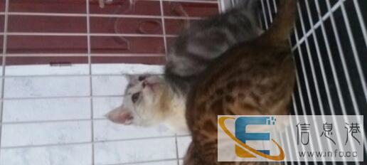 自家猫舍繁殖的
