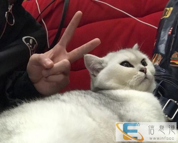 英短银渐层,卖有心人士