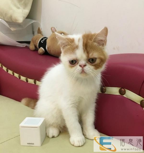 自家繁育加菲猫