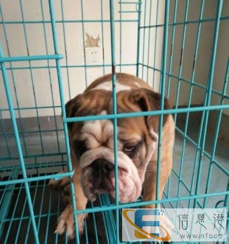 宠物运输,全国来回运输,专业超重狗狗运输,多重都可以