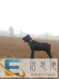 实战老血卡斯罗犬优惠借配