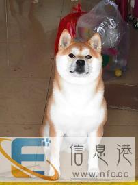 家养网红柴接受配种啦