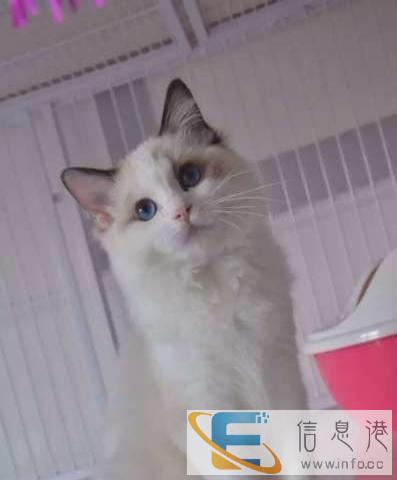 出售蓝猫 美短 虎斑 渐层 加菲 布偶全国空运
