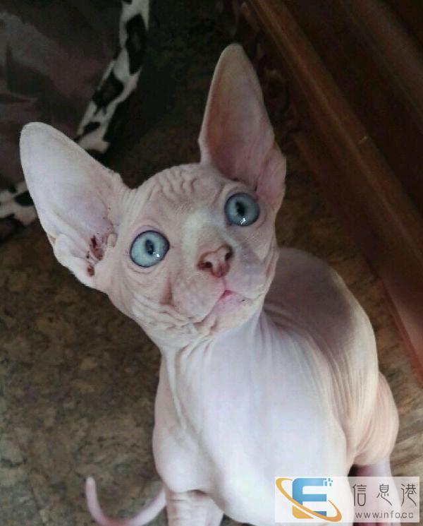 自家繁育斯芬克斯无毛猫,聪明、温顺、粘人