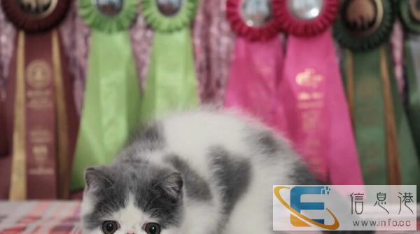 专业繁殖萌圆溜溜大眼睛加菲幼猫 多只挑选 公母都有 保健康