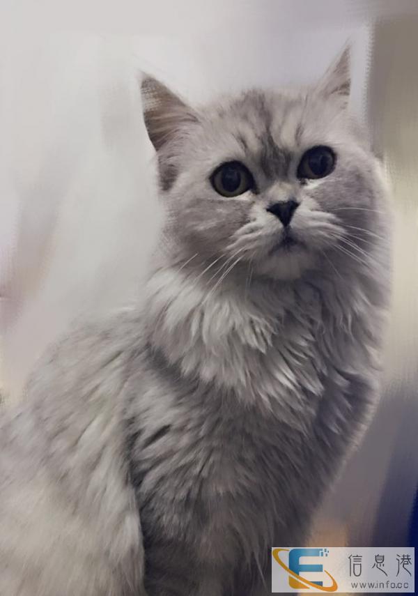 金吉拉成母12个月