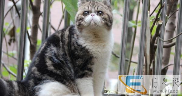 梦宠宠物中心出售单C异国短毛加菲猫等待新