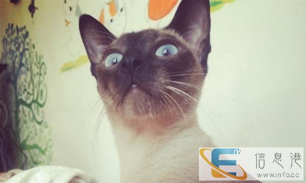 纯种母暹罗猫1岁半出售