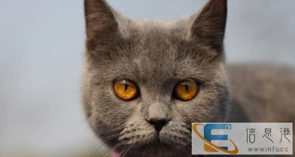 梦宠宠物中心出售赛级品相蓝猫幼猫