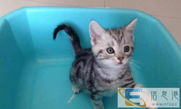 出售美短虎斑猫纯立耳 虎斑纹对称清晰漂亮