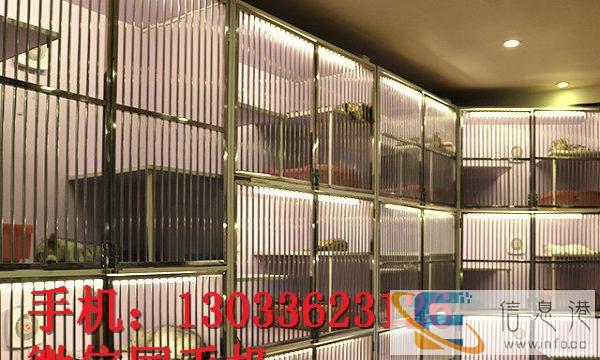 双血统证书、自家精心侍养,无病 尚好品像金吉拉幼猫