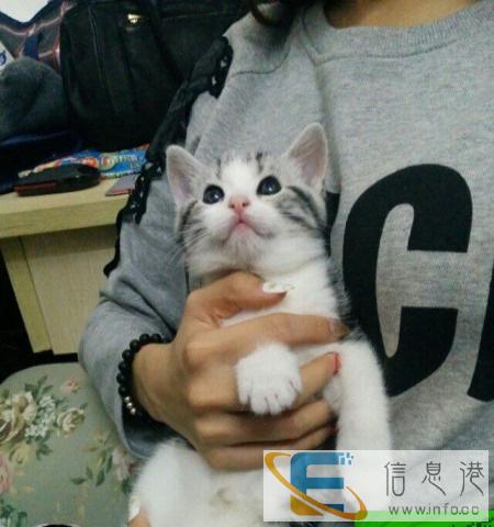 梦宠宠物中心出售纯种英短银渐层--家族