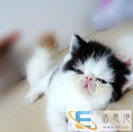 梦宠宠物中心出售自家繁殖的纯种加菲猫