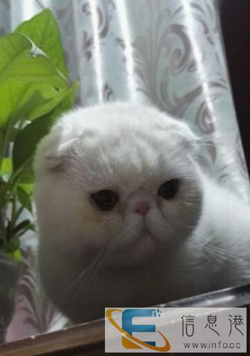 萌萌的加菲猫找女朋友啦异短异国短毛猫配种