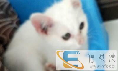 出售家养猫咪