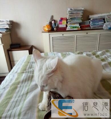 山东临清狮子猫