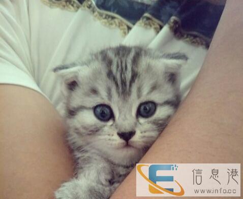 虎斑折耳猫咪两个月大