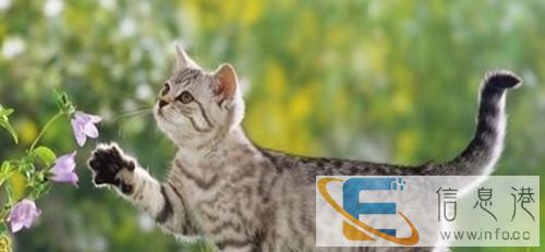 梦宠宠物中心出售美国短毛猫热销中,欢迎抢购