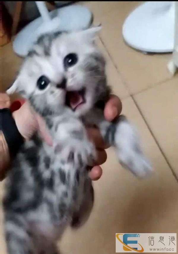 自家饲养美短猫咪满月了,寻爱它们的爸爸妈妈