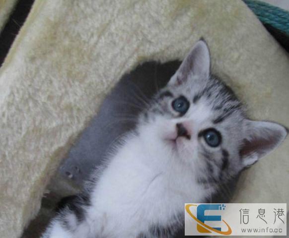 梦宠宠物中心出售冠军级英国短毛猫健康有