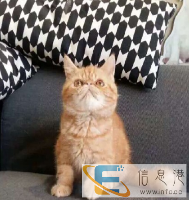 梦宠宠物中心出售自家繁殖的纯种加菲猫