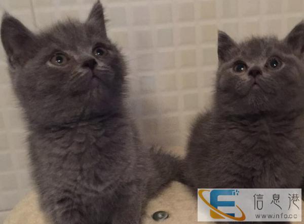 梦宠宠物中心出售国内蓝猫幼猫转让