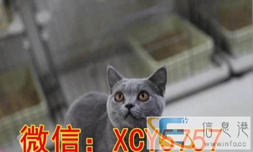 出售挖煤工暹罗幼崽纯种健康售后有保障