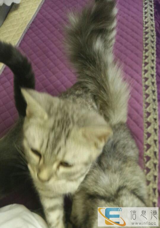 短毛公猫找新家