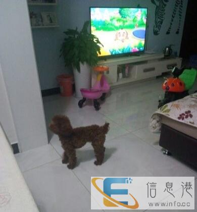 纯种咖啡色泰迪狗对外配种