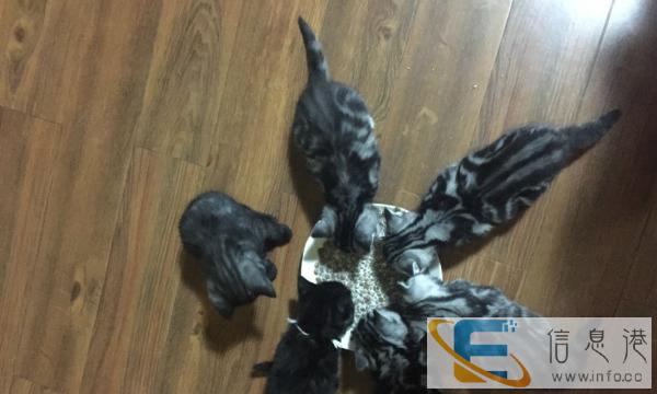 家养,好品相,双满月,立耳美国短毛猫,虎斑