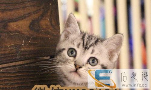 萌萌的小加菲猫异国短毛猫,价格亲民包健康