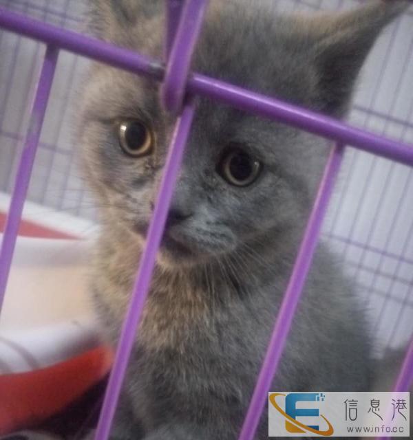 英短蓝猫找妈妈