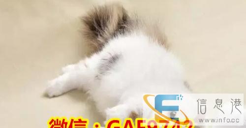 苏格波斯长毛猫波斯猫兰折耳 自家繁殖 超级可爱 低价出售