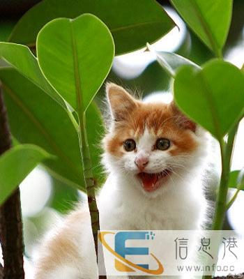 赠送可爱小猫咪