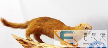 专业制作各种动物标本