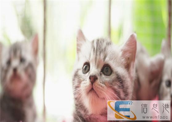 萌主驾到CFA证书虎斑猫出售 不可错过 错过后悔不及