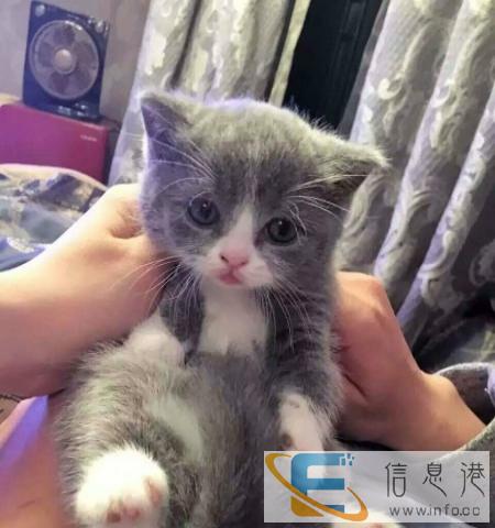 出售自家养的纯种波斯猫,非常萌,求带走