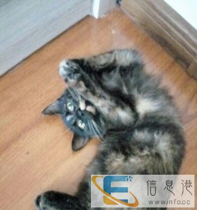 赠送黑色三花小猫一只