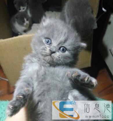 蓝猫宝宝找新家